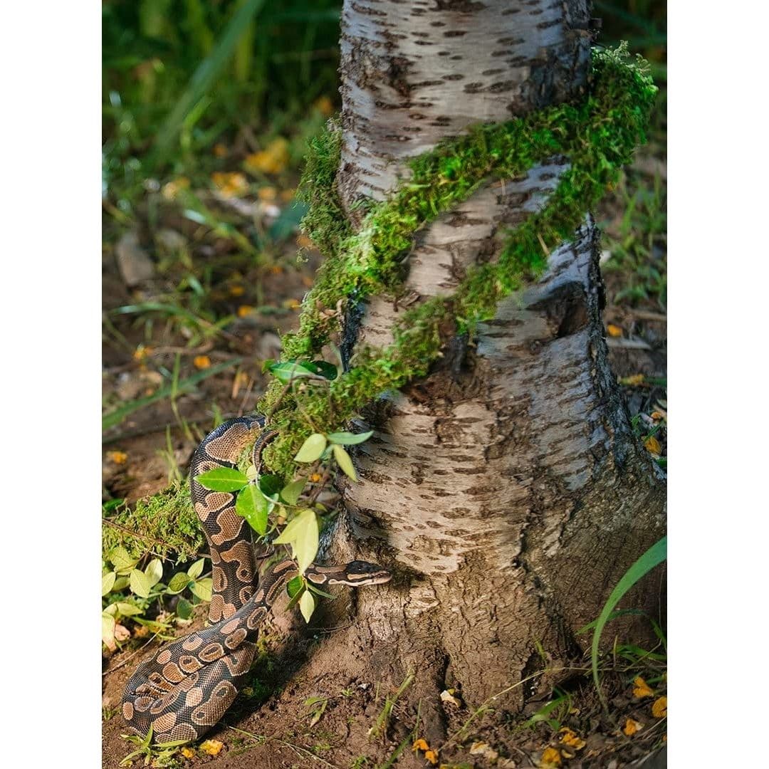 MossVine for Hanging & Climbing Fresh Green, 1 Each/12 ft
